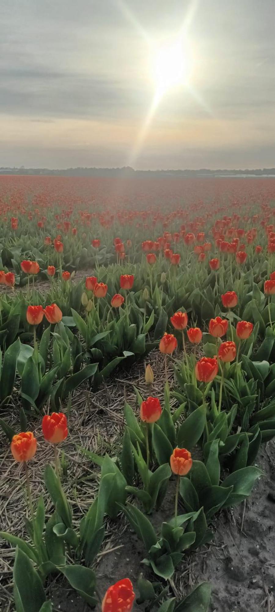 Ons Huisje Achter Noordwijkerhout Exteriér fotografie